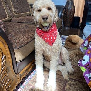 Meet your Posher, Ali